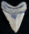 Bargain Megalodon Tooth - North Carolina #11029-2